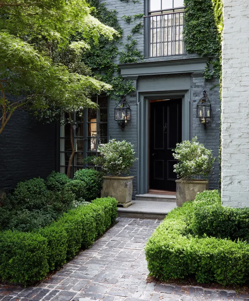 Boxwood
