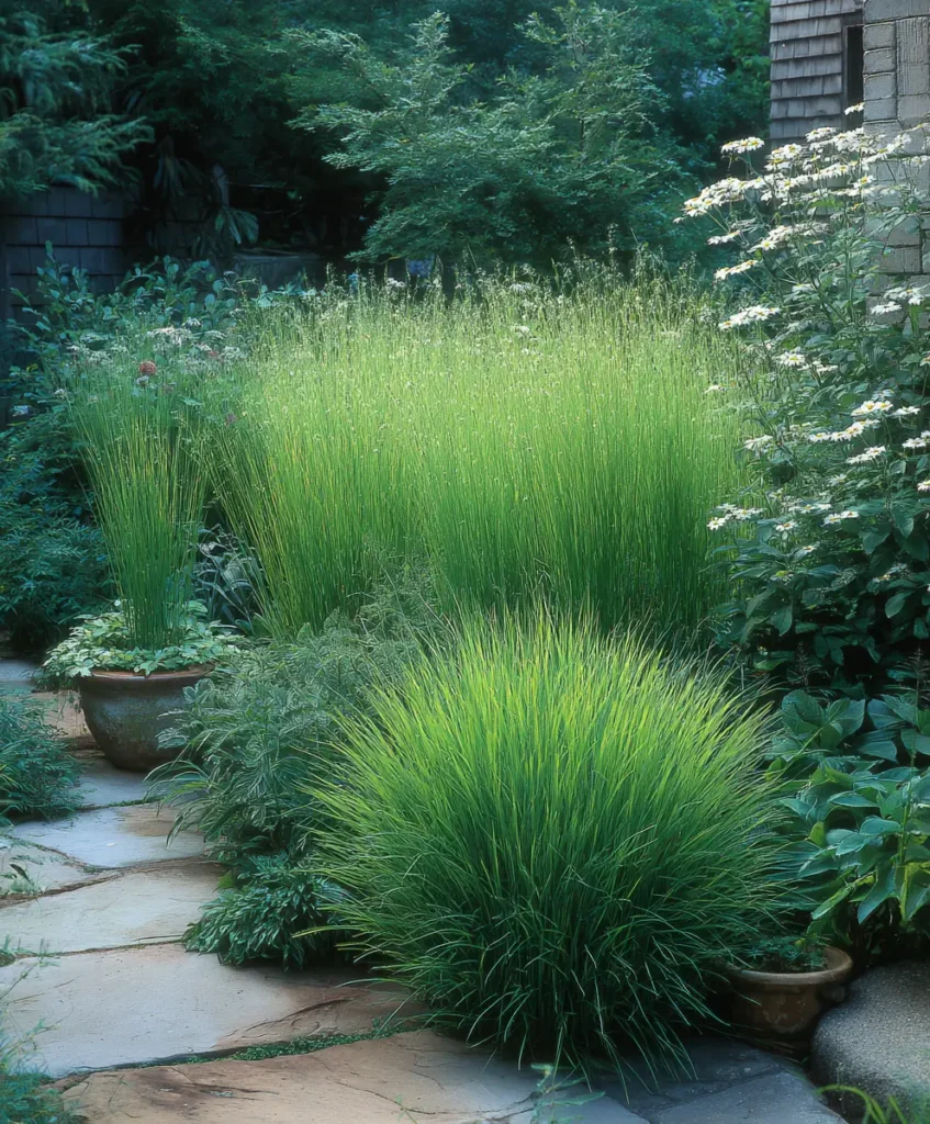 Ornamental Grasses